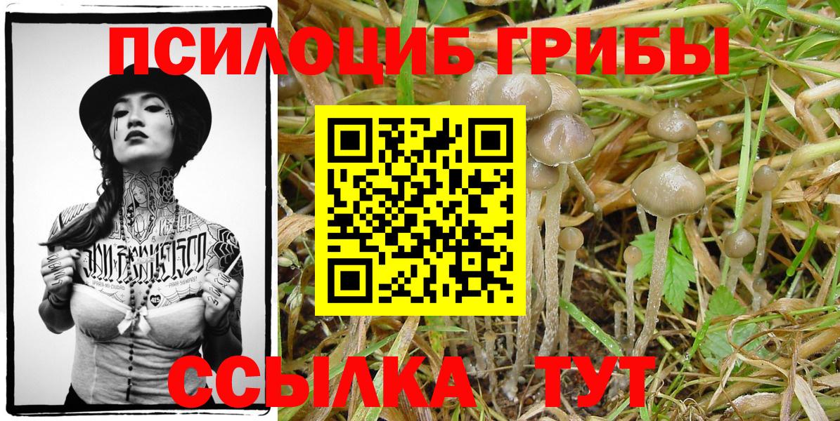 Батайск  Псилоцибиновые грибы Cubensis  Вход с VPN 